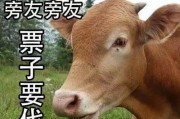 吃瓜娱乐酱黄牛,揭秘娱乐圈幕后黑手